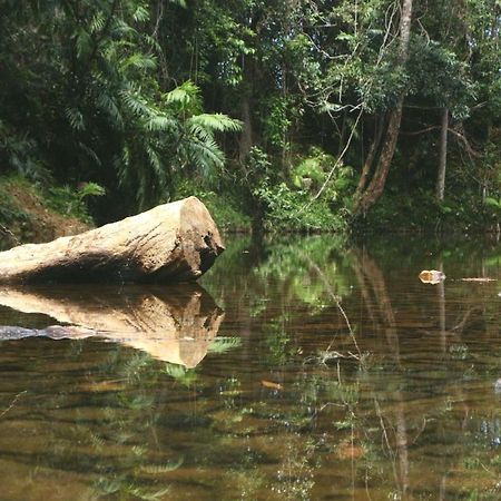 Вилла Daintree Rainforest Bungalows Cow Bay Экстерьер фото
