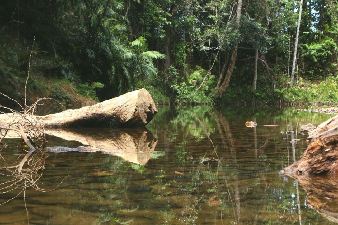 Вилла Daintree Rainforest Bungalows Cow Bay Экстерьер фото